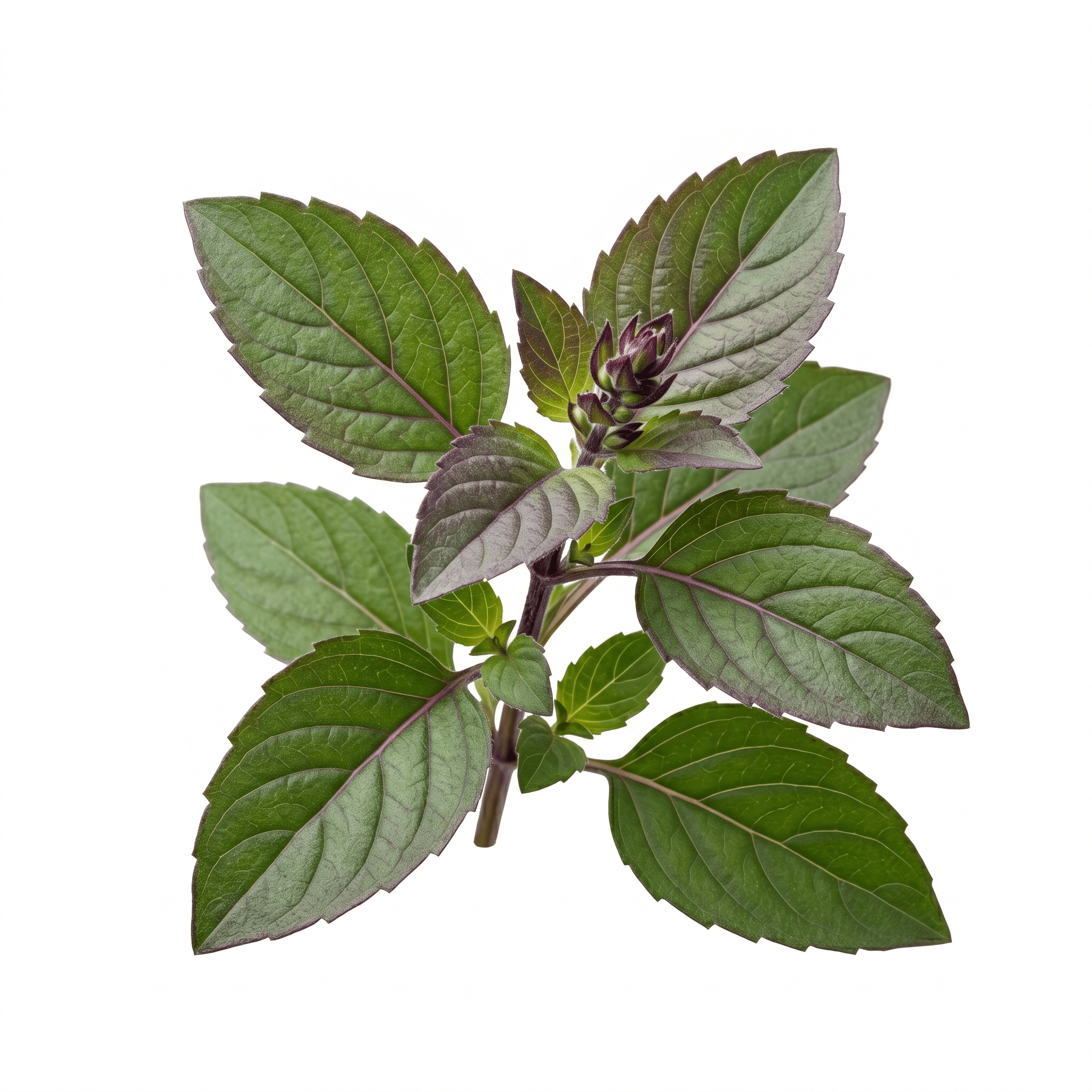 Ingredient Image